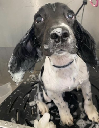 A springer spaniel puppy covered in soap suds.