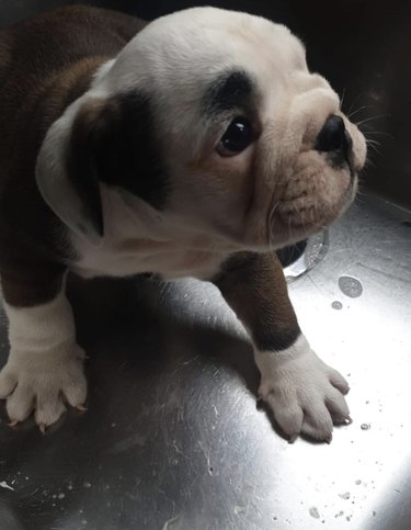 A bulldog puppy inside a sink.