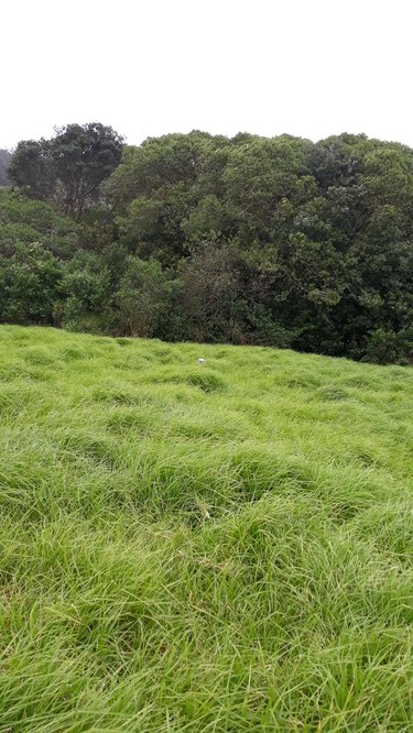 Dog in grassy field