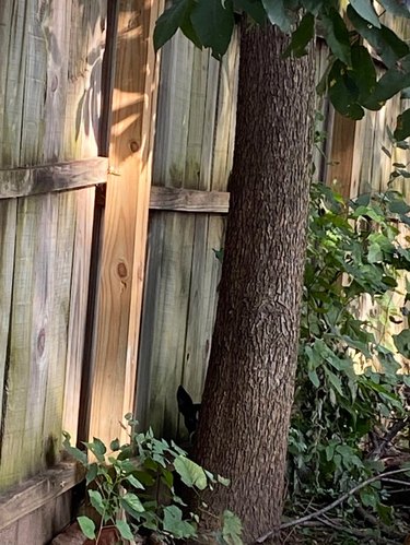 Dog hiding behind tree