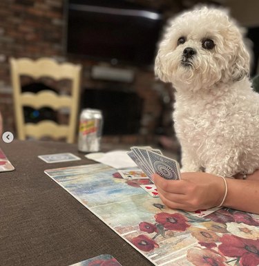 dog sitting at card table