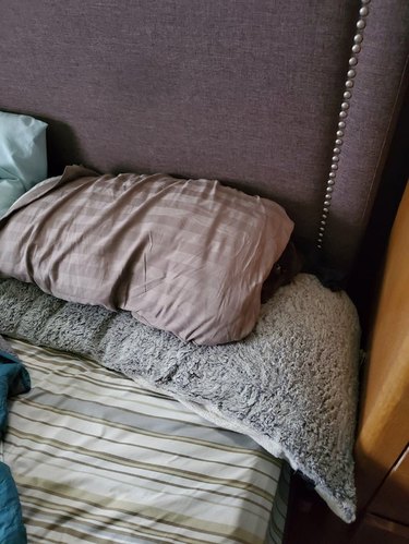 Dog hiding under pillow