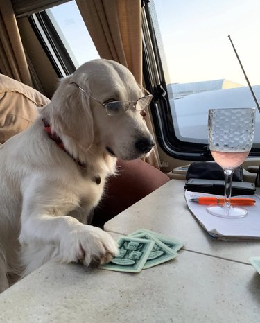 dog playing with cards