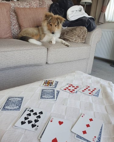 dog looking at cards on table