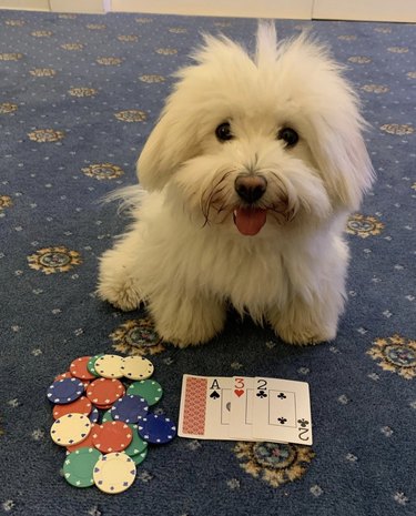 dog with chips and cards