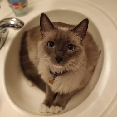 A Siamese ragdoll cat is sitting in a sink.
