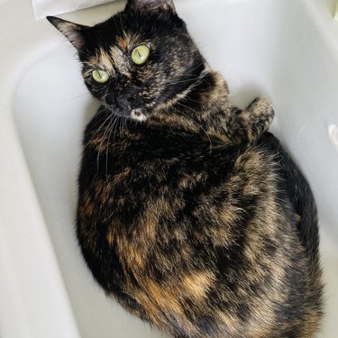 A cat with bright green eyes is curled up in a sink.