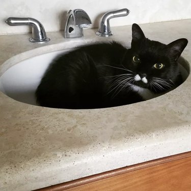 A black cat with a white mouth is curled up in a sink.
