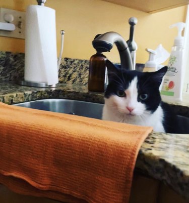 A black and white cat is sitting in a sink and staring at the camera.