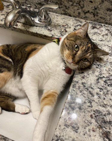 A cat is resting in a sink with their head resting on a countertop.