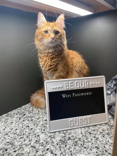 cat poses in front of wi-fi password