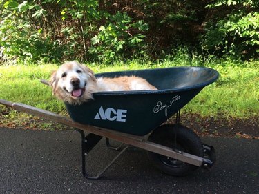 Old Golden Retriever laying in a wheelbarrow