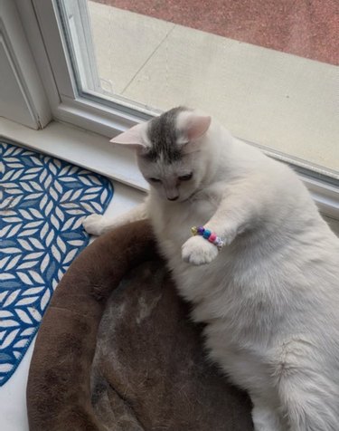 cat wears friendship bracelet