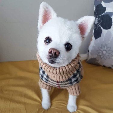 Small white dog wearing Burberry sweater