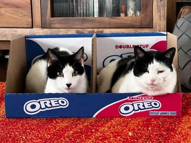 two fat cats climb into Oreo box