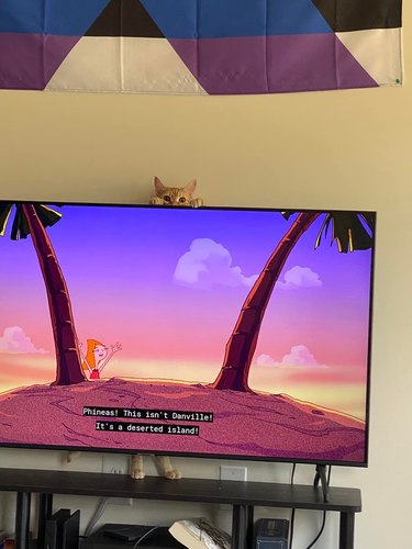 orange cat peers over television