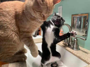 cats playing in sink