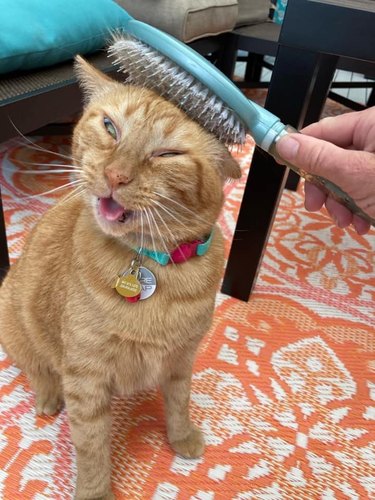 cat happy to be brushed