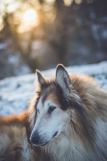 Handsome old Collie posing in the snow