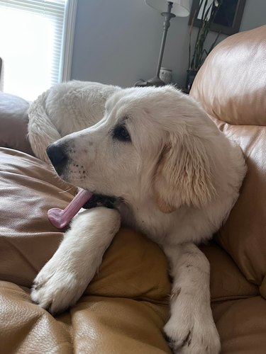 dog's tongue is stuck to a leather couch