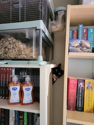 A black cat is hiding behind a bookshelf.