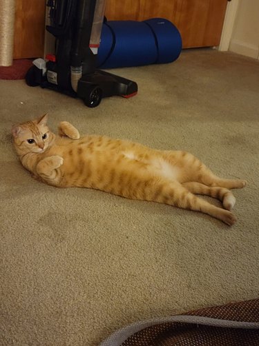 cat stretches out