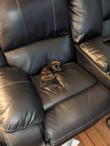 A small cat sits in a big leather arm chair.