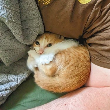 A funny cat is curled up like a ball.