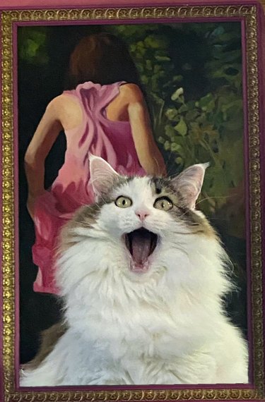 cat with shocked face photoshopped into framed painting of a woman