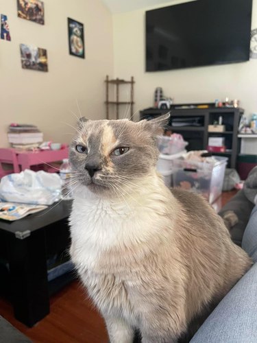 A cat is side eyeing a human for not sharing food.