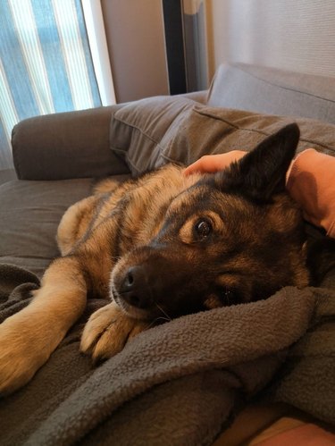 Old dog laying comfortably on couch