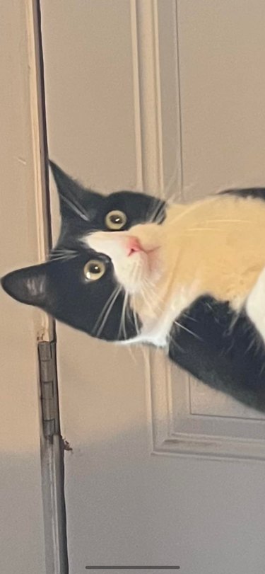 black and white cat with shocked face does not want to pose for picture