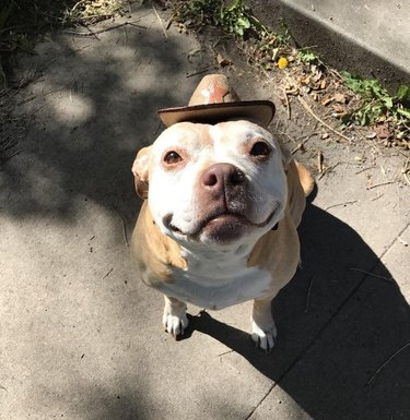 Old dog wearing miniature cowboy hat