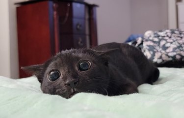 A black cat is ready to pounce.