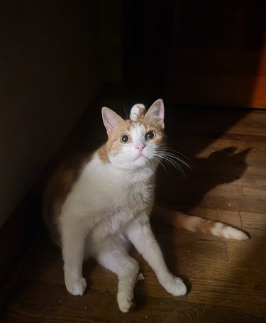 A cat sticks their paw up behind their head.