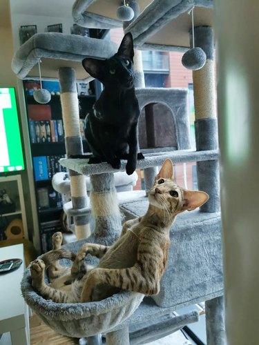 Funny cats look they are sitting in a hot tub while on their cat tree