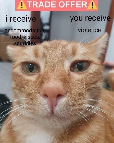 orange cat chooses violence meme