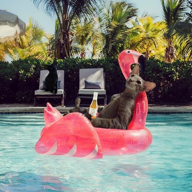 cat photoshopped onto flamingo pool floatie, holding a drink
