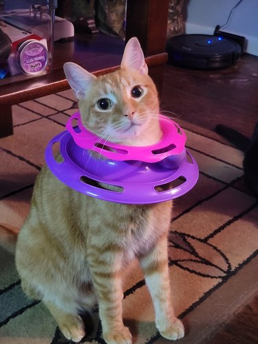 A cat is wearing a purple toy around their neck.