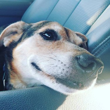 Old dog laying happily in passenger's seat