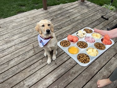 person serves a dog food on a tray and they look disappointed with the offerings