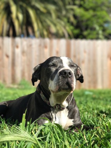 Dog basking in sun in grassy yard