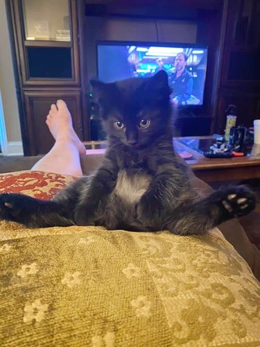 cat sits up with legs out