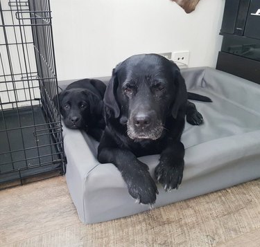 Old black Lab and black Lab puppy on dog bed together