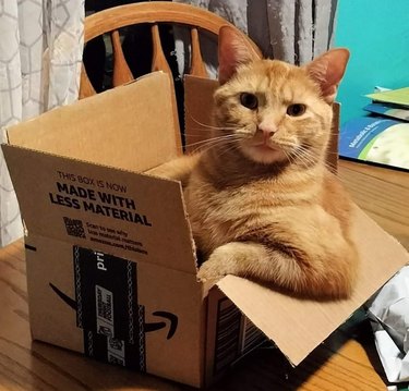 An orange cat is sitting in a box with their arm resting on one of the flaps.