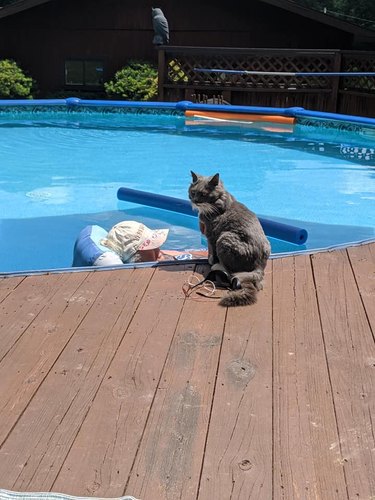 A cat joins a woman on a pool floatie.