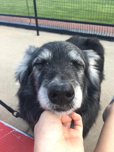 Old black dog with white muzzle and eyebrows gets scratched on the chin