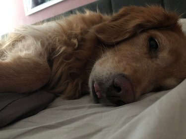 Sleepy old dog doing a blop on a bed