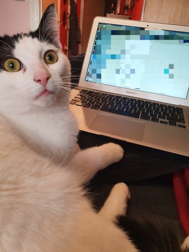 cat shocked by internet search