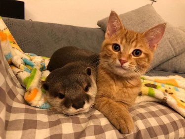 cat and otter are buddies